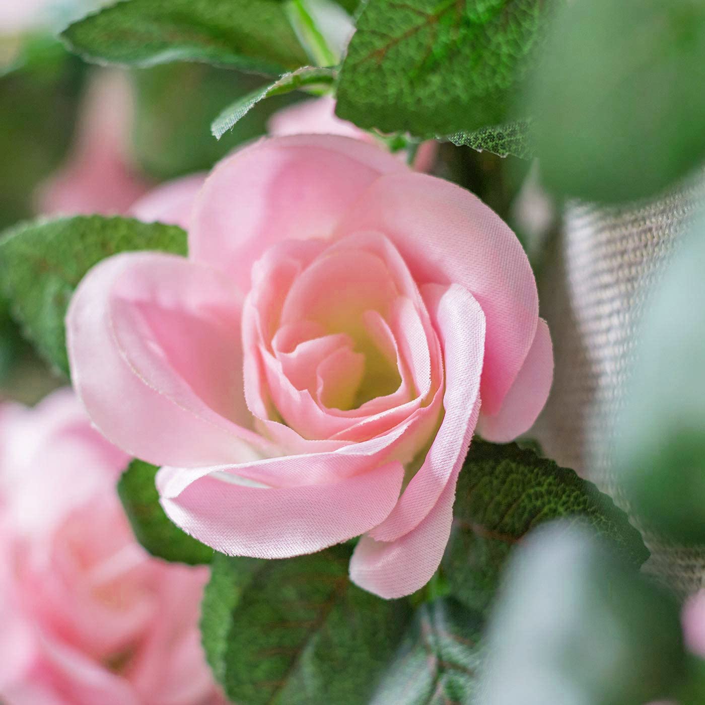 Guía Enredadera de Rosas con Follaje Hojas YBL006