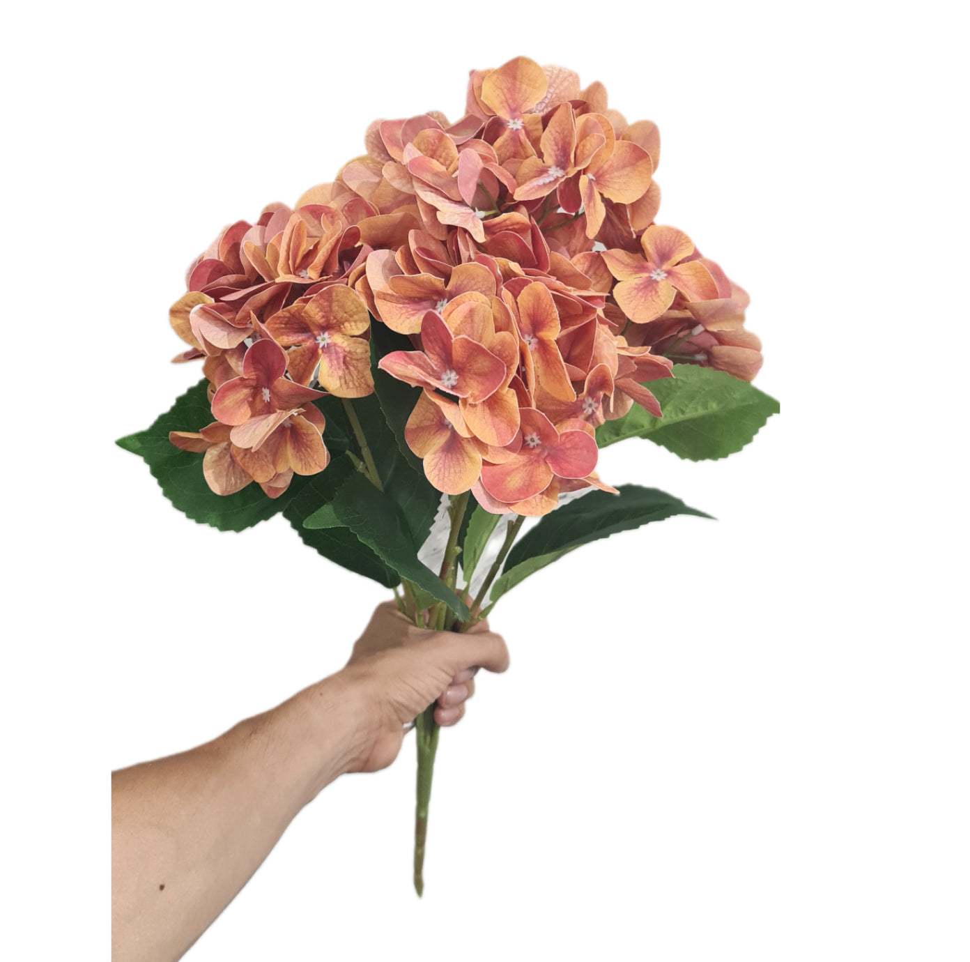 Bouquet Ramo Hortensias X5 - CL023